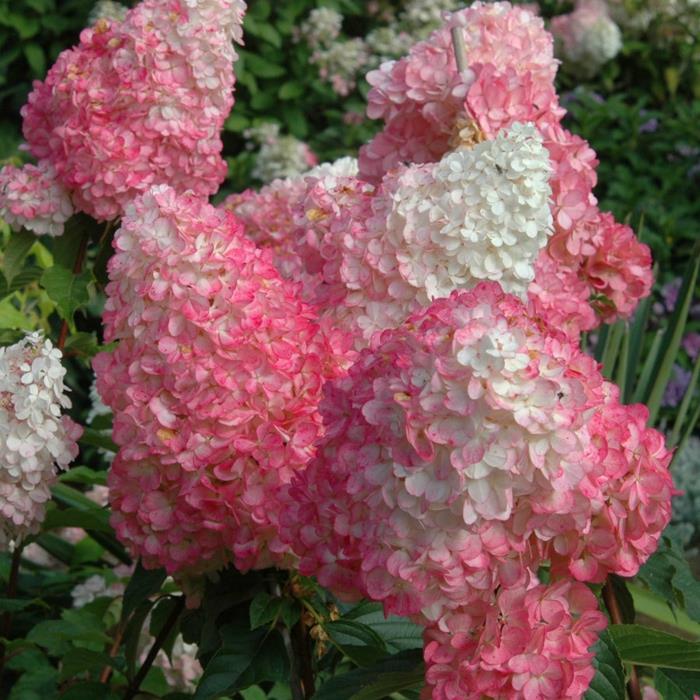 hydrangeas valkoinen vaaleanpunainen vanilja mansikka