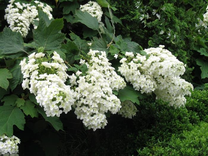 hortensia valkoinen lumikuningatar