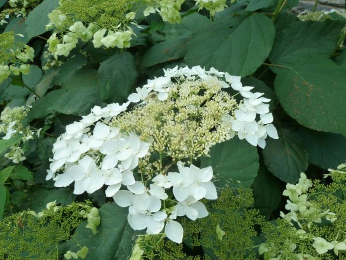 hydrangea valkoinen kukka haas halo