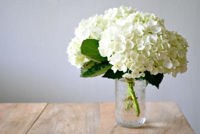 hortensiat valkoiset kukat klassinen pöytäkoriste puutarhakasvi