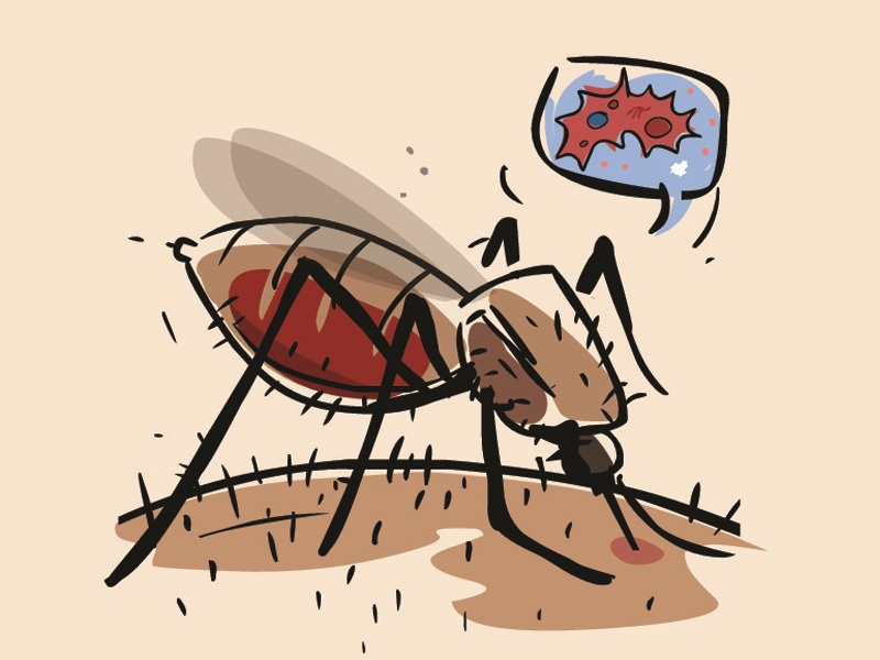 Sådan opdager og håndterer du tegn på Dengue -feber under graviditeten