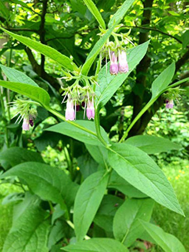 Comfrey rod til sort øje