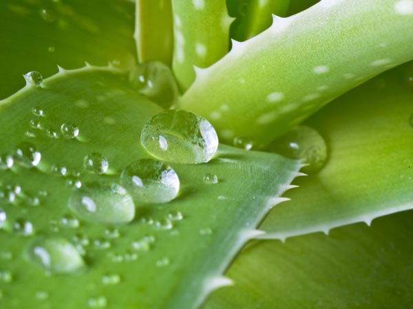 Aloe vera