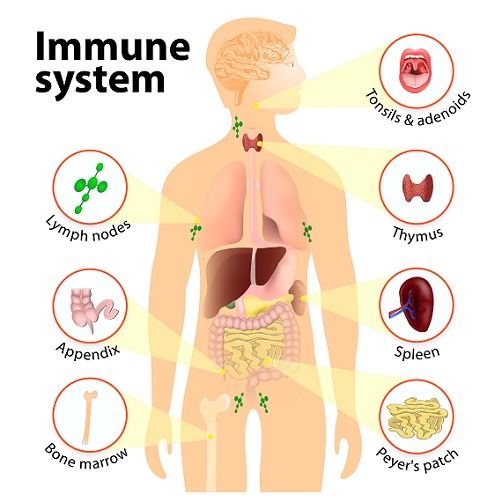 Måder at vokse højere naturligt - ordentligt immunsystem