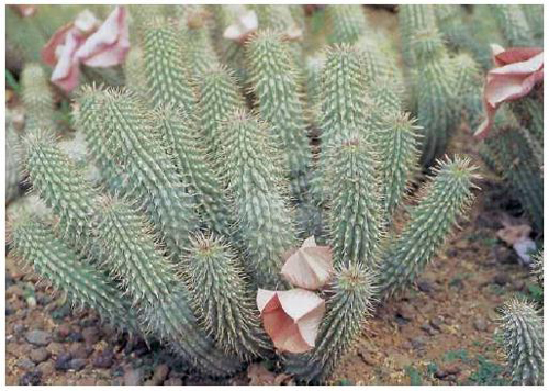 Hoodia