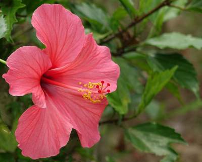 Hibiszkuszvirág arcpakolás