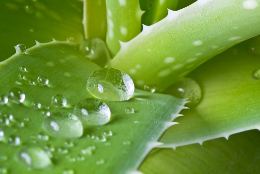 tag aloe vera juice