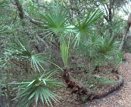 fűrész-palmetto-for-hair