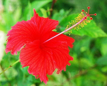 Hibiscus med mandelolie til hårvækst