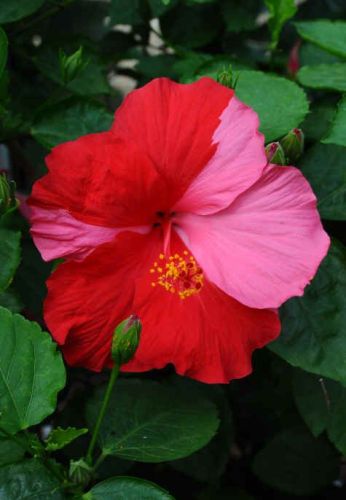 Hibiszkusz és hagyma a hajra