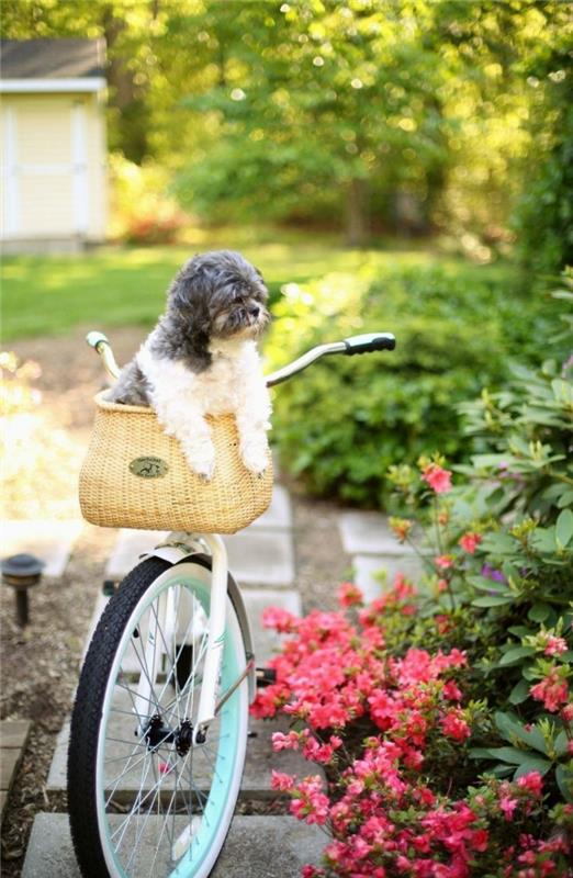 koira kori suunnittelu pyöräily lemmikit elämäntapa