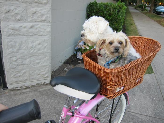 koira kori pyörä suunnittelu useita koiria lemmikkejä