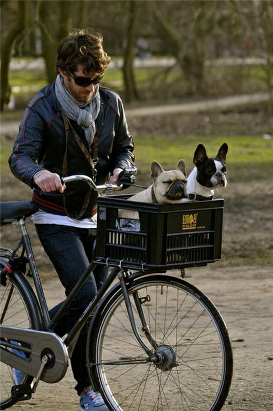 koira kori pyörä diy ideoita kaksi koiraa