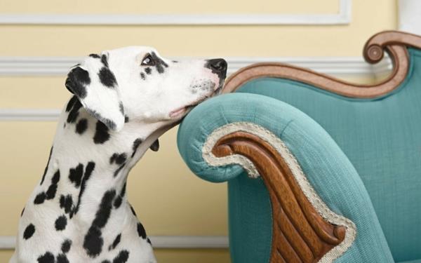 koirarodut dalmatiankoira lemmikkieläinten sohva