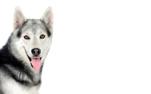 husky kaunis koirarotu eläimet lemmikkieläimet