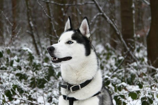 huskyt tummanharmaat ja valkoiset kauluksella