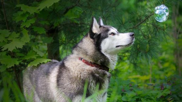 huskyt harmaassa ja beigessä kuin susi