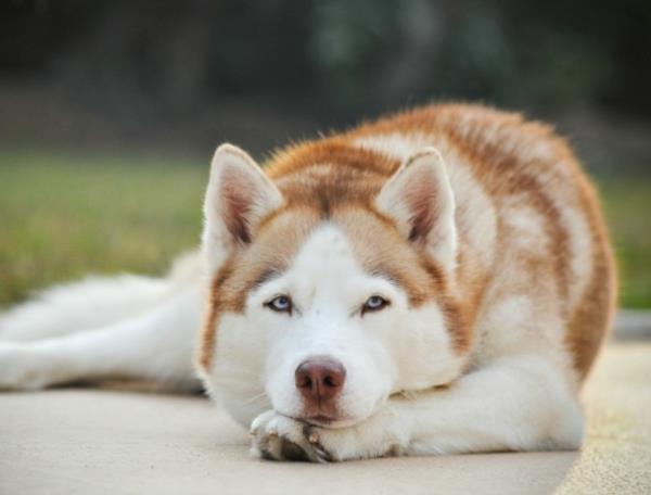 husky okrassa lepää