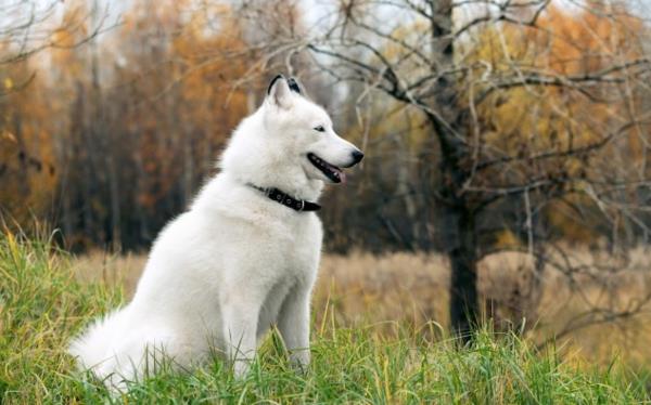 huskyt valkoisella vihreällä niityllä