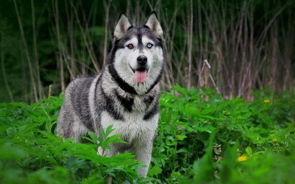 husky kielellä metsässä