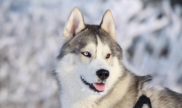 huskyt, joilla on sininen ja ruskea silmä