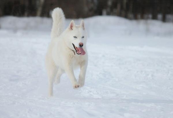 husky lumivalkoinen lumessa