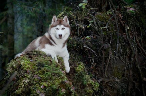 husky istuu metsässä