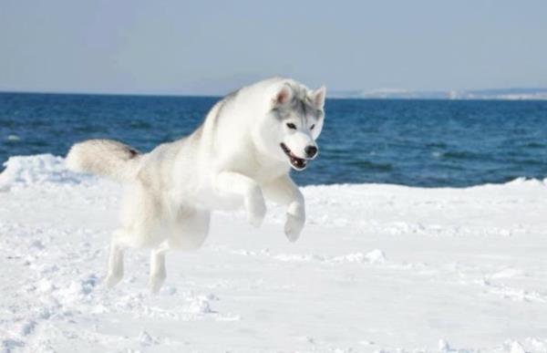husky hyppää meren rannalla talvella