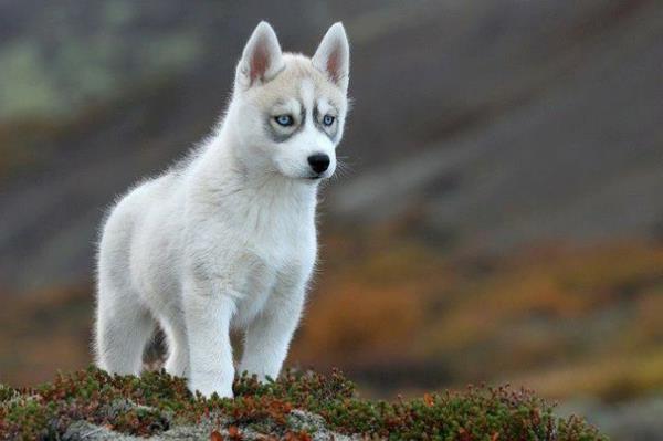 huskys -pennut, joilla on siniset silmät