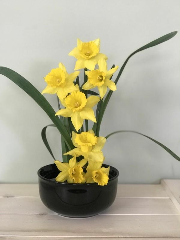 ikebana -narsissit japanilainen kukka -asetelma
