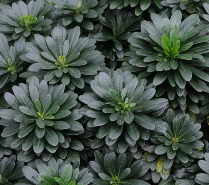ikivihreä maanpeite euphorbia amygdaloides mantelimaito