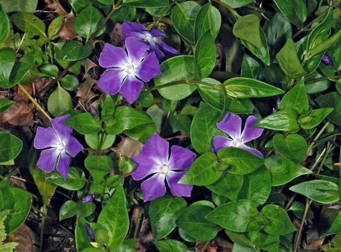 Vinca -major