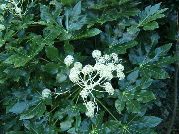 ikivihreä kasvi sisätiloissa aralia puutarha pensaat