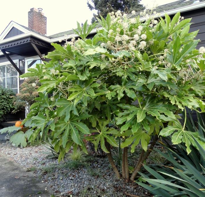 ikivihreä kasvi puutarha kaunistaa sisätilojen aralia pensas