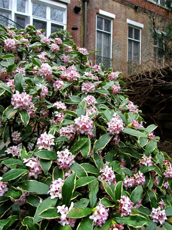 ikivihreä kasvi kaunistaa puutarhan pensaita camellia