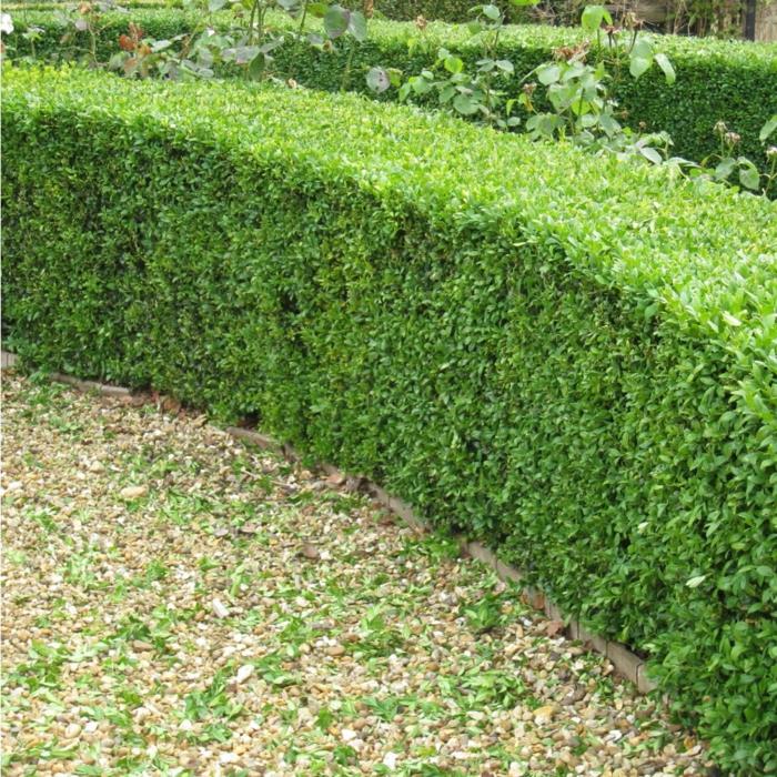 ikivihreät kasvit boxwood pensas puutarha suunnittelu