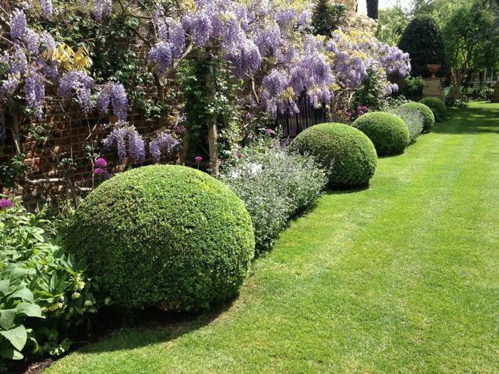 ikivihreät kasvit boxwood topiary art