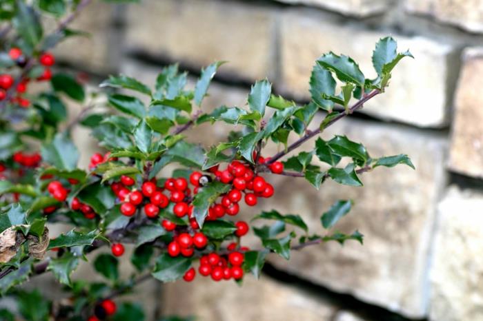 ikivihreät kasvit puutarha holly pensas