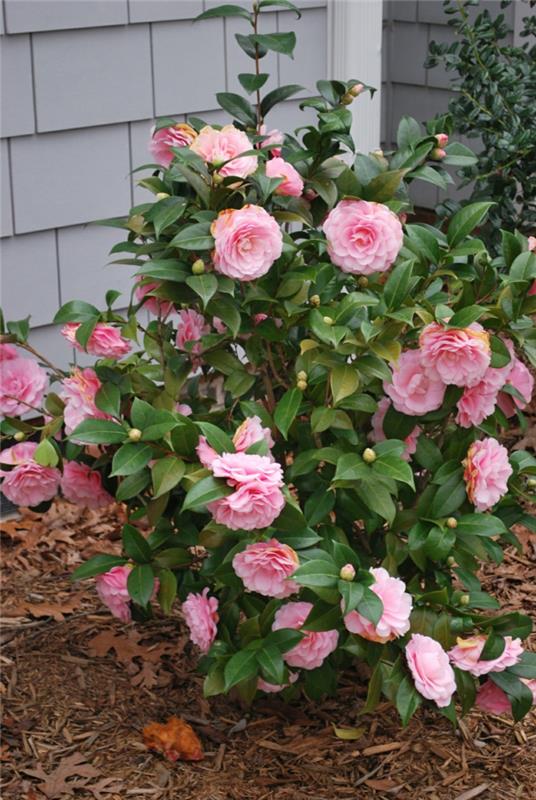 Evergreen kasvit camellia pensas kaunistaa puutarhaa