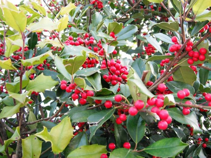 ikivihreät kasvit holly -puutarhan suunnittelu