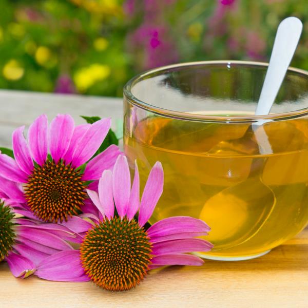 immuunijärjestelmä vahvistaa echinacea -teetä