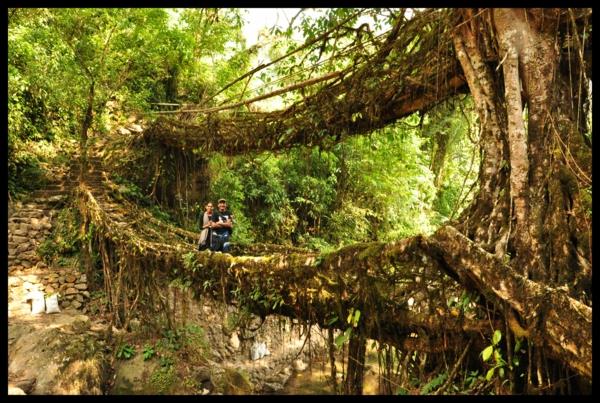 Intian luonnolliset sillat juurtavat rypäleen