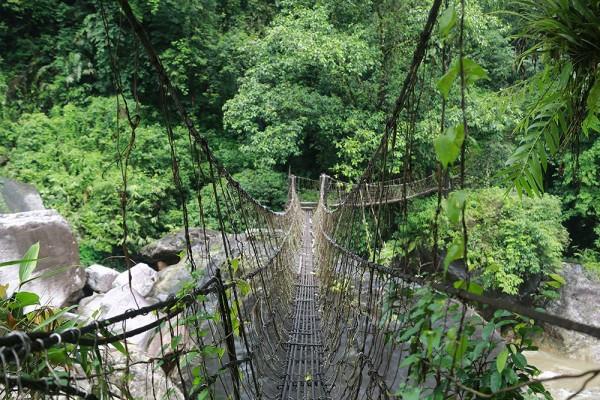 Intian luonnolliset sillat juurtavat rypäleitä villinä
