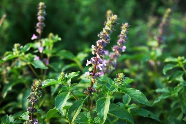 Intialainen basilika -tulsi -tee -adaptogeenit