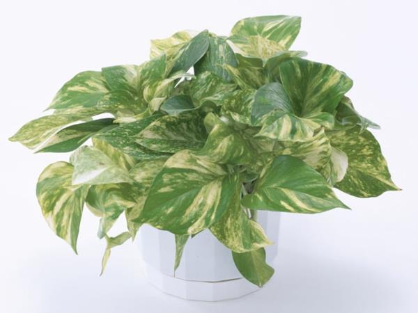 puutarhasuunnittelu huonekasvit deco -ideoita Pothos