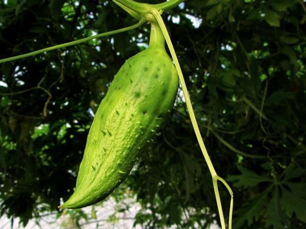 inca kurkku superfood kasvi vinkkejä