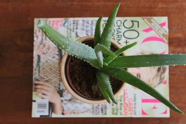sisustuspuutarhassa on aloe -kasvi