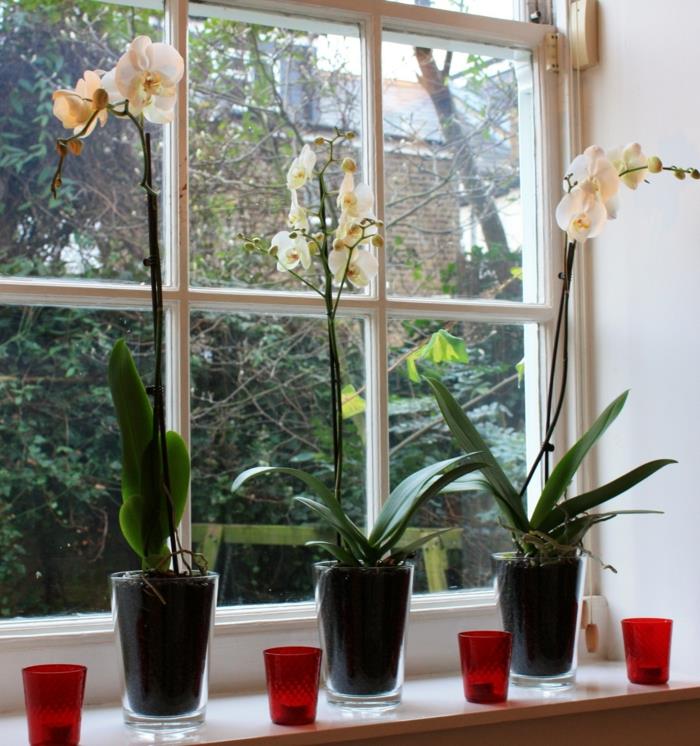 huonekasvit kukat ikkunalaudan koristekynttilät