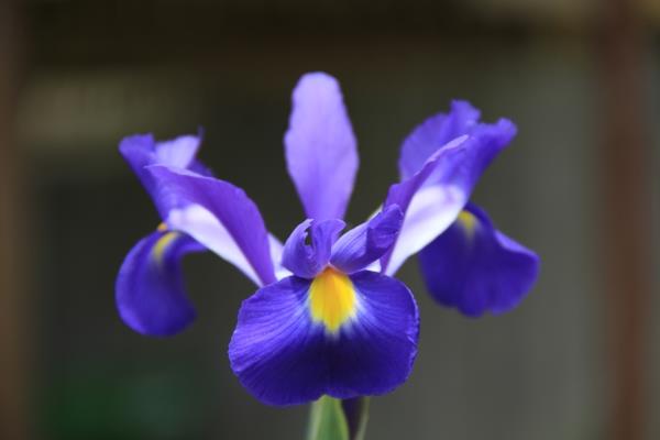 iiriksen violetit kukat tarkoittavat puutarhakasveja