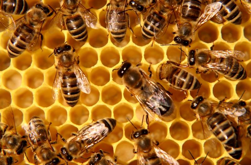 on hunaja terve mehiläisten hunaja vaikutus